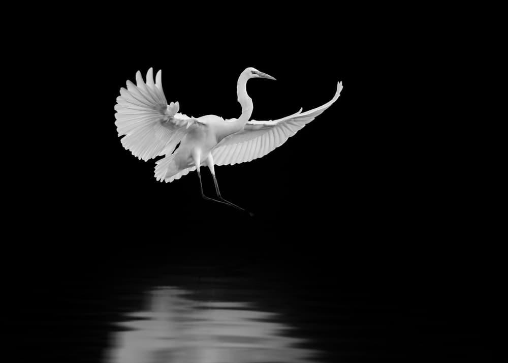 Graceful Egret Reflection by Rob Li — canvas wall art