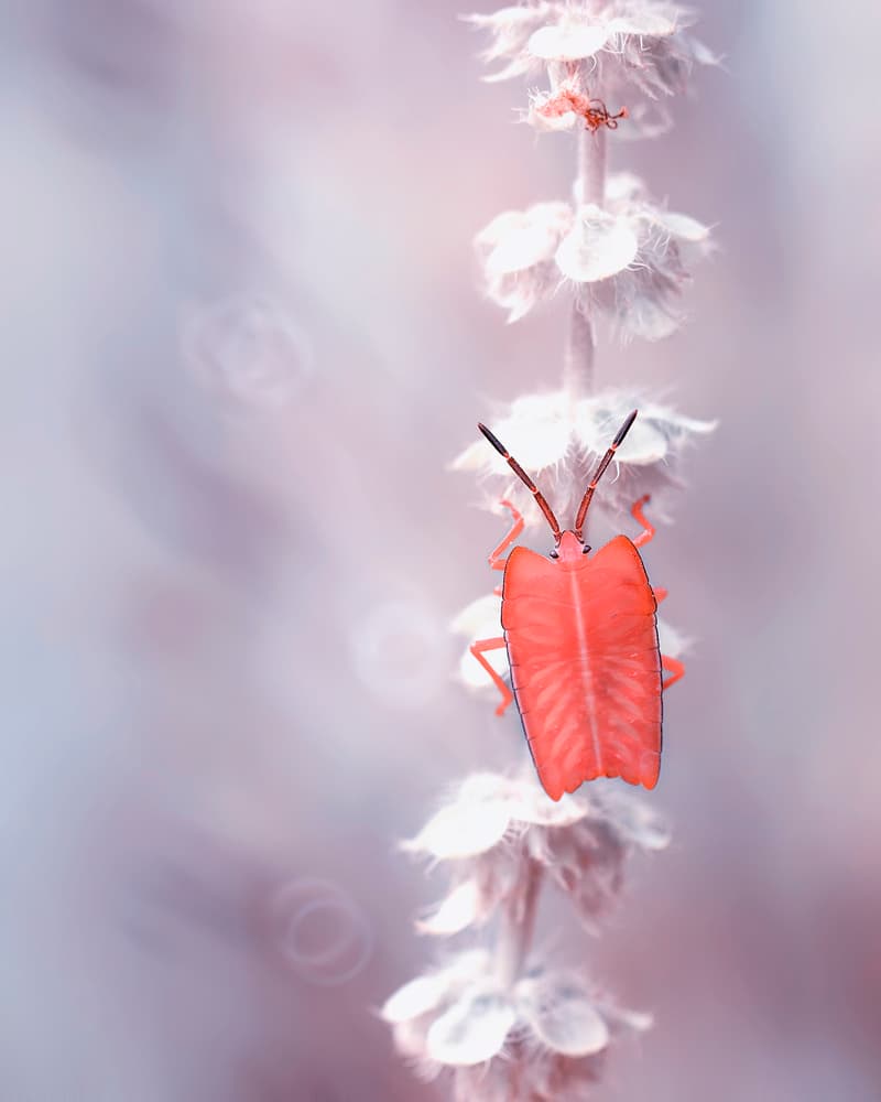 Vibrant Red Bug Bloom by Fauzan Maududdin — canvas wall art