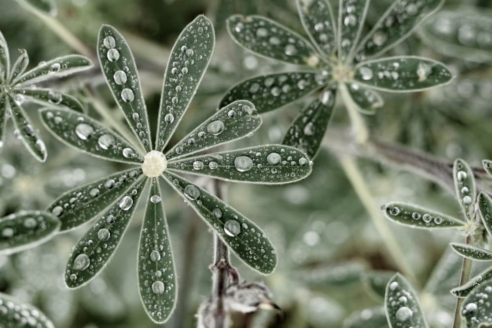 Water Droplets on Leaves by Tal Paz-Fridman — canvas wall art