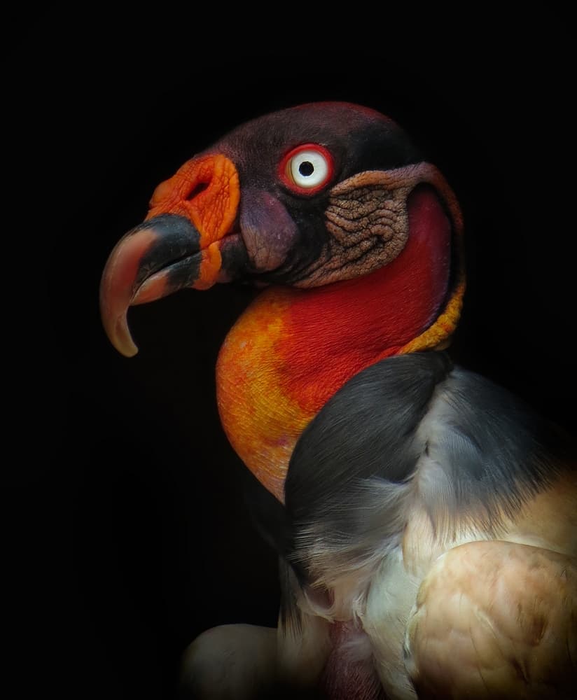 Colorful King Vulture by Ferdinando Valverde — canvas wall art