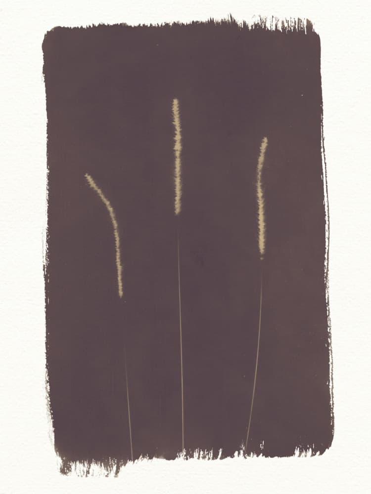 Dark Botanical Study by Chickweeds Studio — canvas wall art