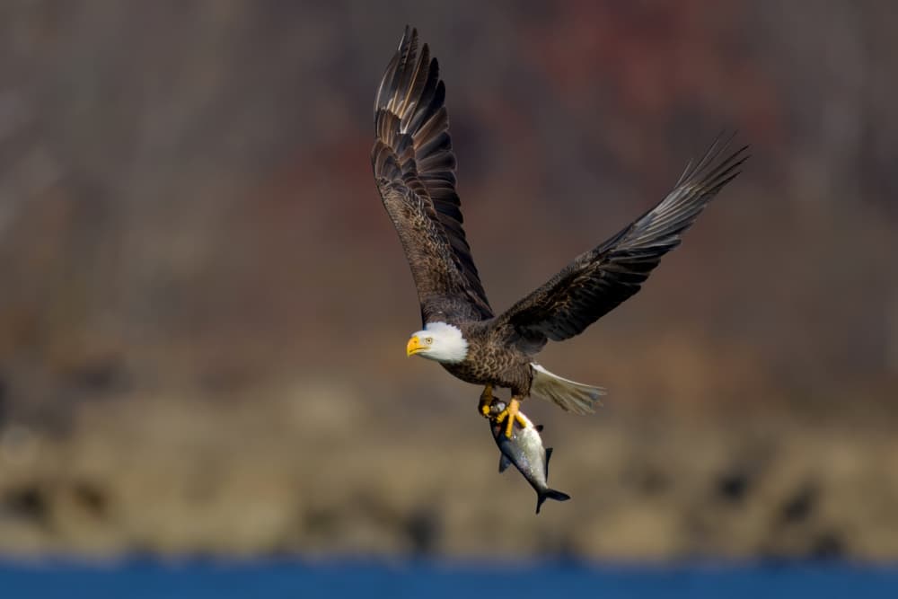 Eagle's Fresh Catch by Gavin Lam — canvas wall art