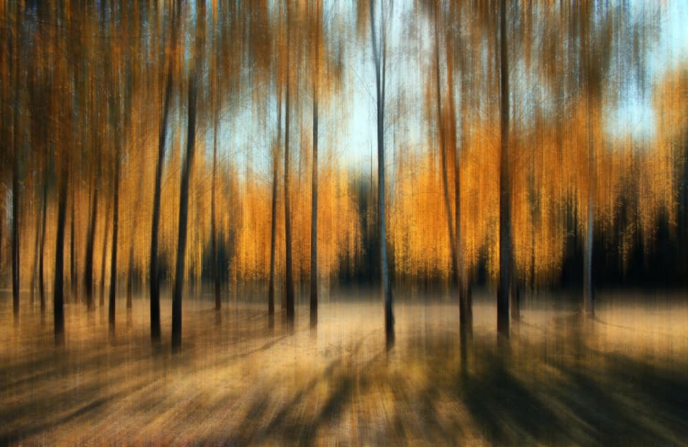 Autumn Forest Blur by Alexander Kiyashko — canvas wall art