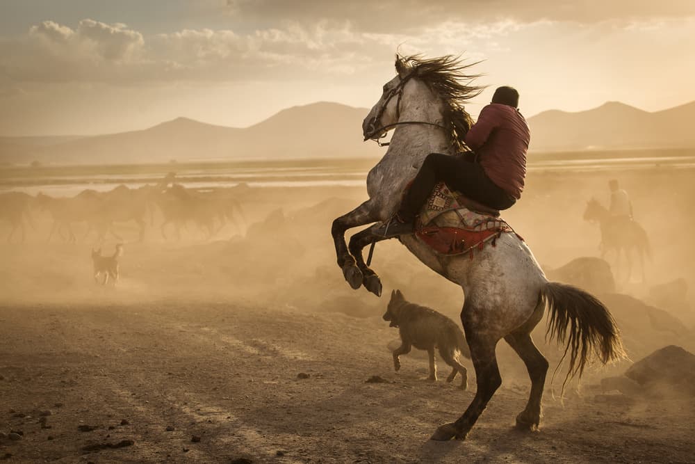 Rearing Horse at Sunset by Dan Mirica — canvas wall art