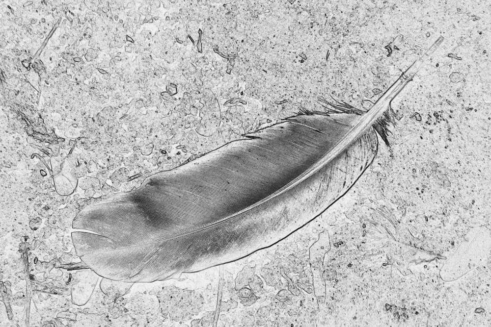 Delicate Feather Sketch by Santhosh ch — canvas wall art