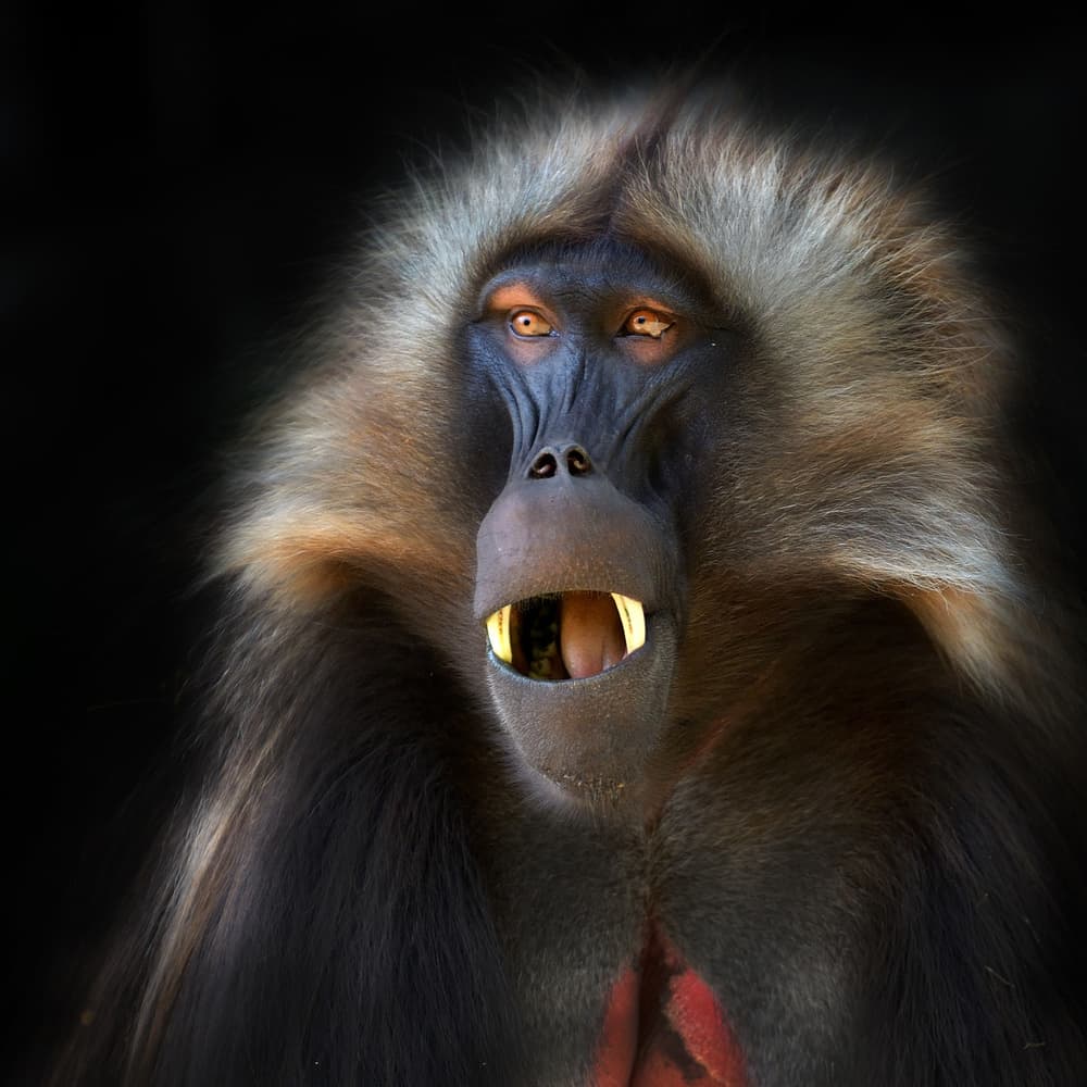 Intense Baboon Stare by Muriel Vekemans — canvas wall art