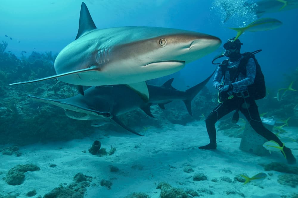 Underwater Shark Encounter by Serge Melesan — canvas wall art