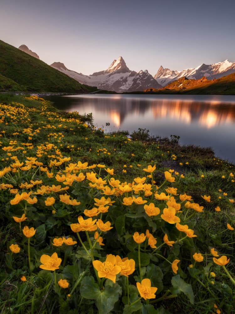 Mountain Lake Flower Reflections by Richard Beresford Harris — canvas wall art