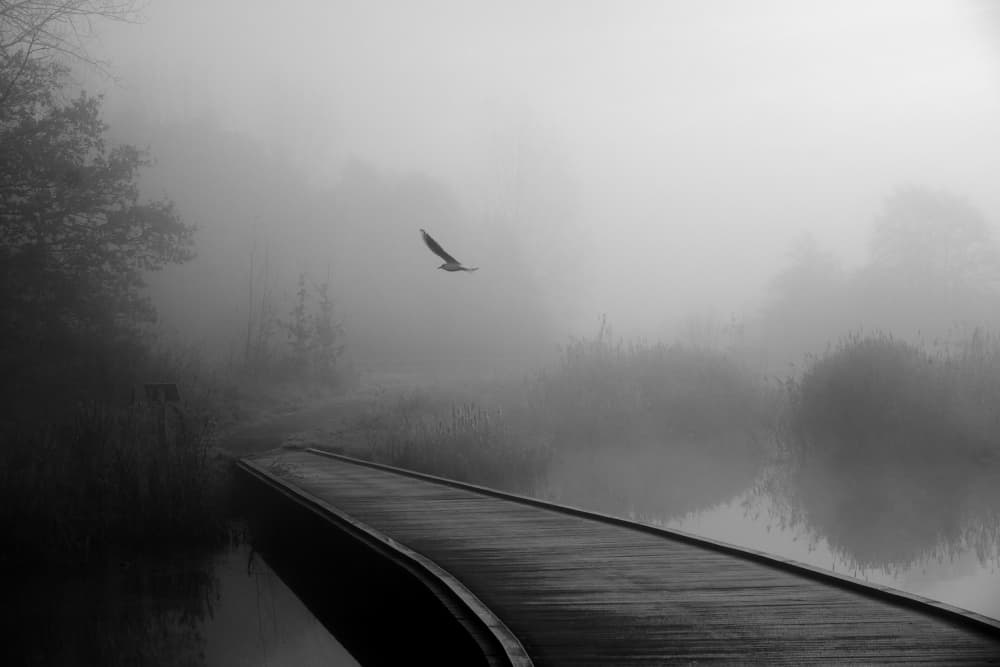Misty Bridge Bird Flight by By PEJ — canvas wall art