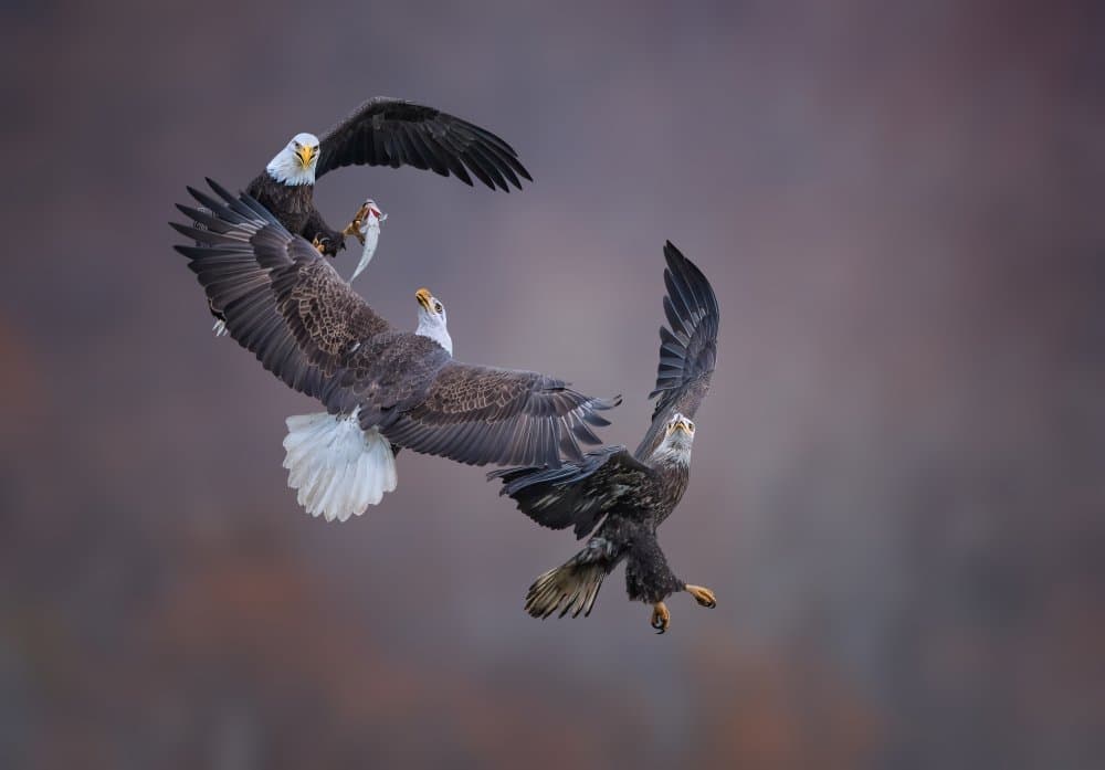 Bald Eagles Hunting Fish by Tao Huang — canvas wall art