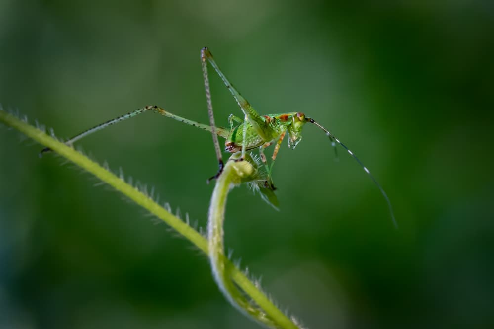 Delicate Green Hopper by Xiaohong Zhang — canvas wall art