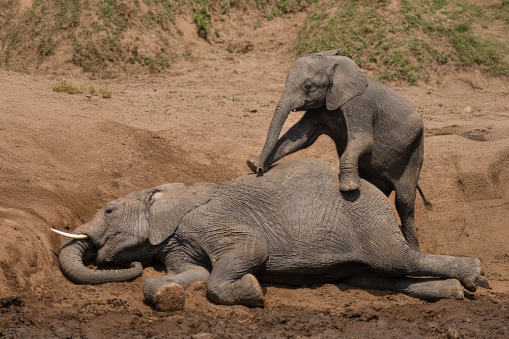 Playful Baby Elephant by Yogesh Bhatia — canvas wall art