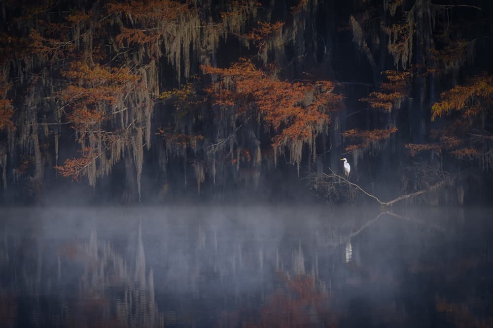 Misty Egret Reflection by Michael Zheng — canvas wall art