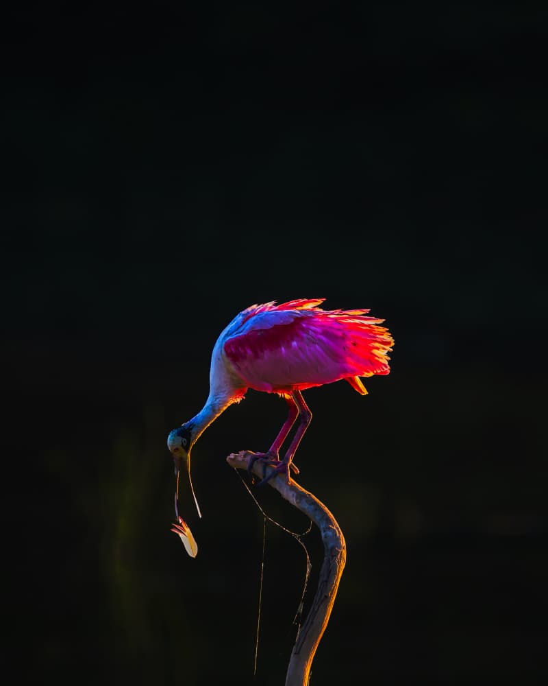 Glowing Pink Spoonbill by Hanping Xiao — canvas wall art