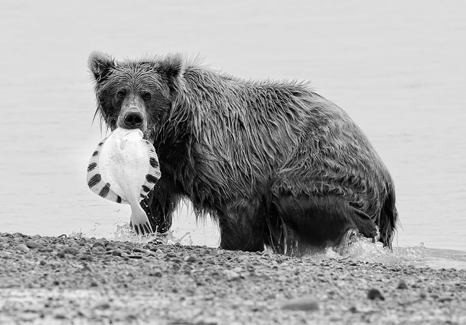 Grizzly Bear's Fresh Catch by Fabiola Forns — canvas wall art