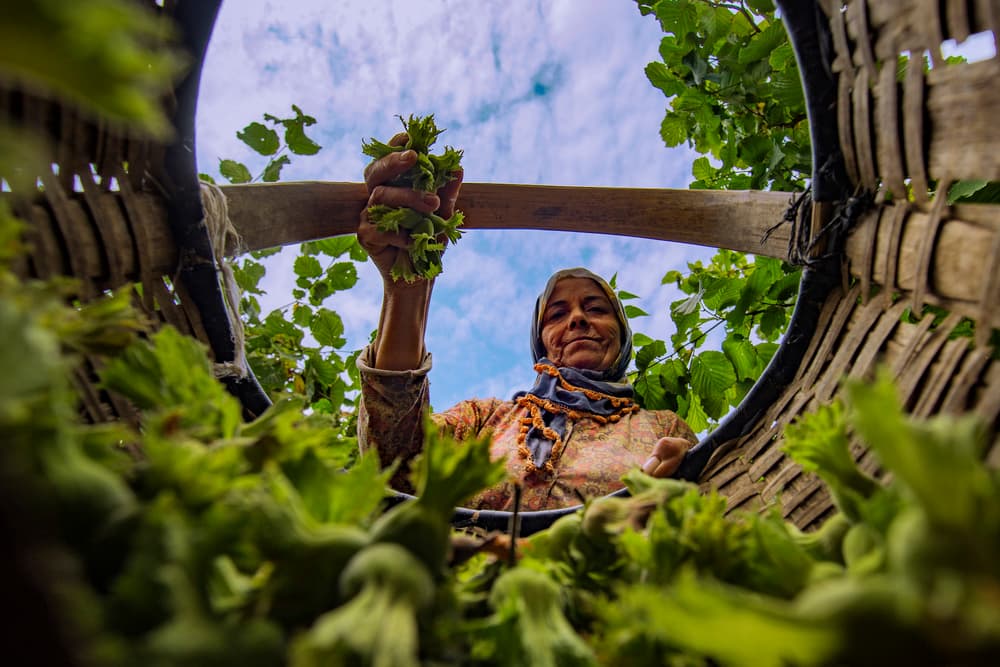 Woman Picking Hazelnuts by Suleyman Uzumcu — canvas wall art