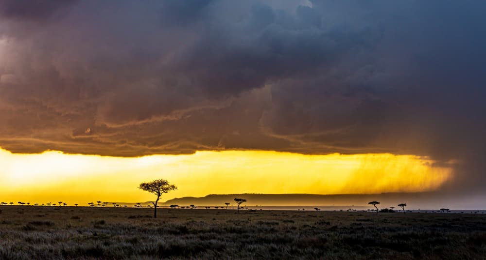 Golden Savanna Storm by Jeffrey C. Sink — canvas wall art