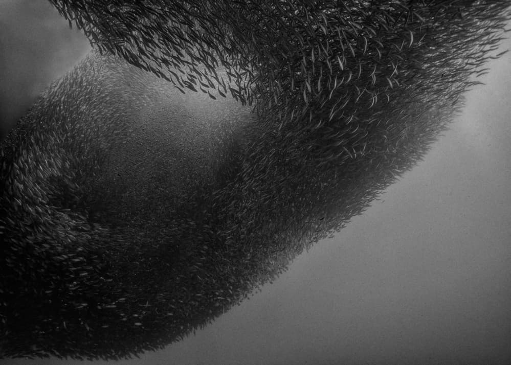 Dynamic Sardine School by Jennifer Lu — canvas wall art