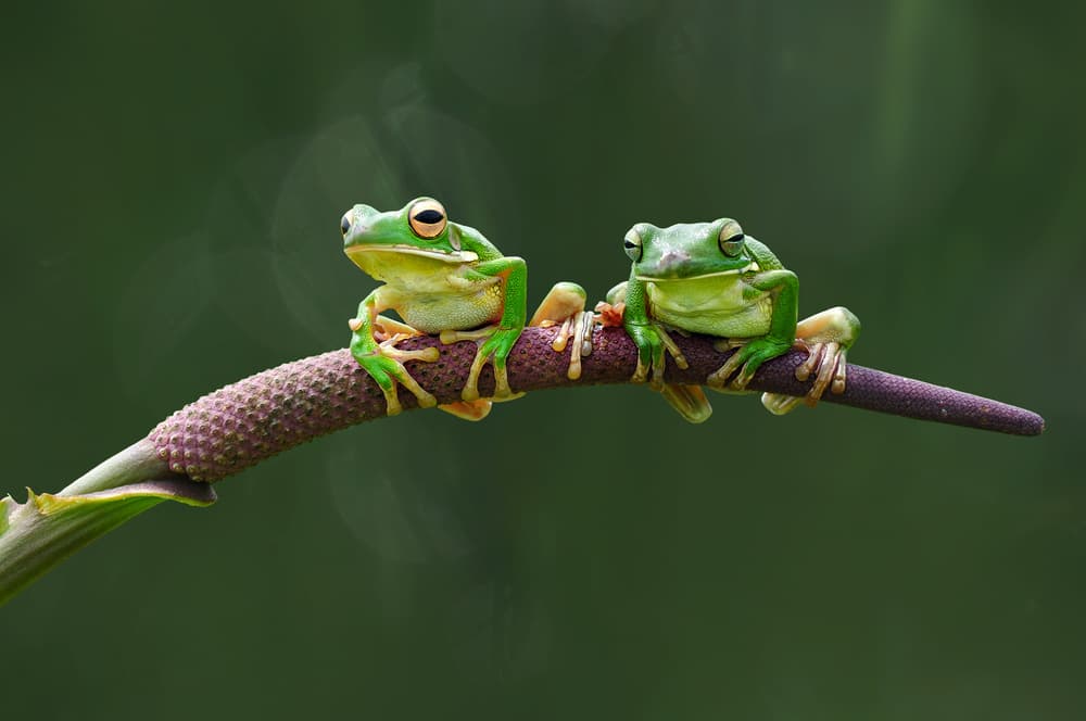 Green Tree Frog Friends by Edy Pamungkas — canvas wall art