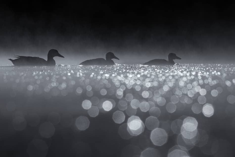 Misty Morning Ducks by Robert Adamec — canvas wall art