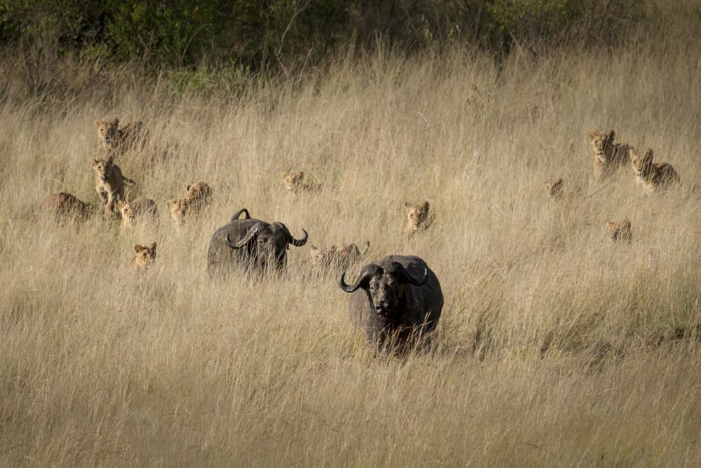Lions And Buffalo Face Off by Anita Singh — canvas wall art