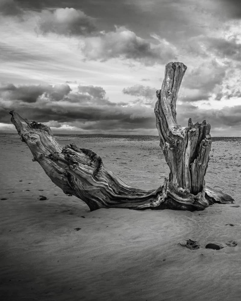 Moody Beach Driftwood by Hans Repelnig — canvas wall art
