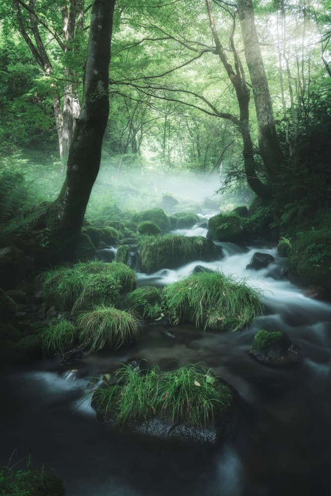 Misty Forest Stream by Motoki Sumita — canvas wall art