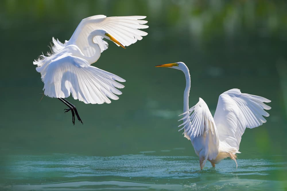 Graceful Egrets Dance by Mountain Cloud — canvas wall art