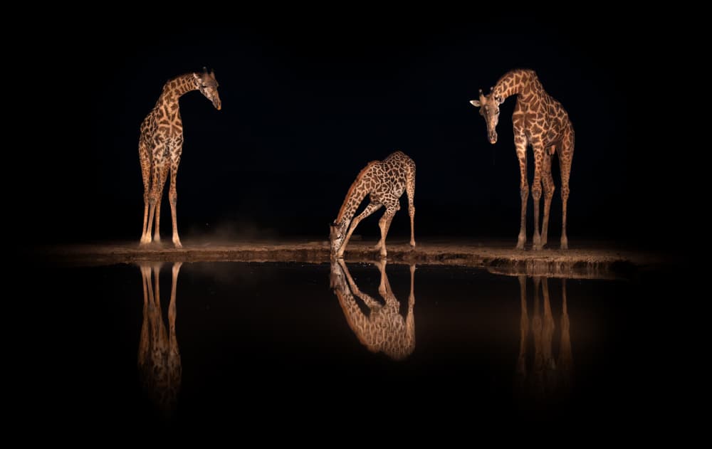 Giraffes Night Reflection by Alexandr Kukrinov — canvas wall art