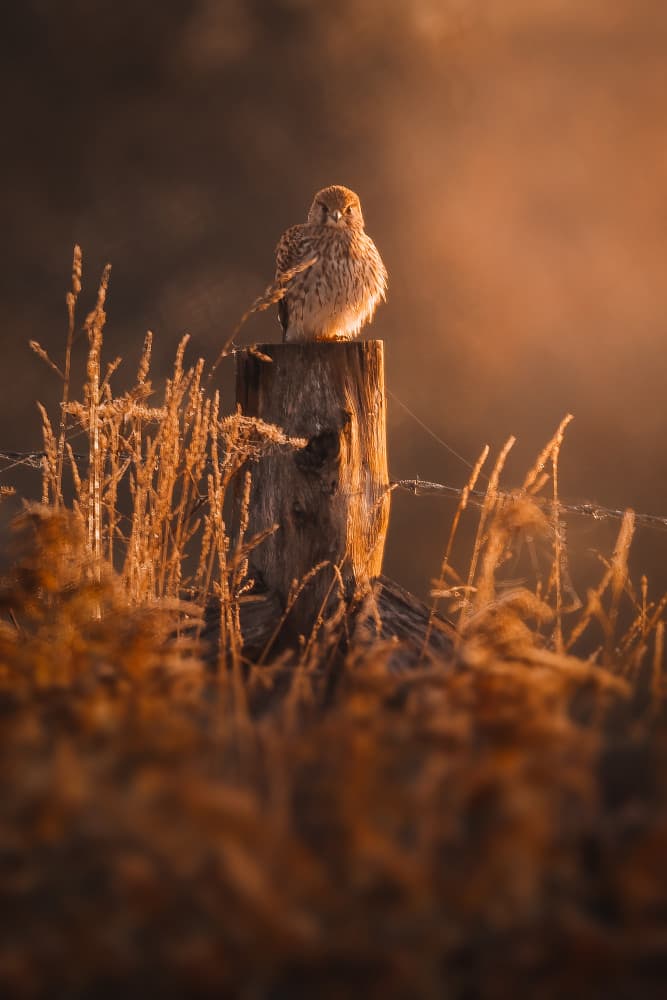 Golden Kestrel Perched by Marcus Hennen — canvas wall art