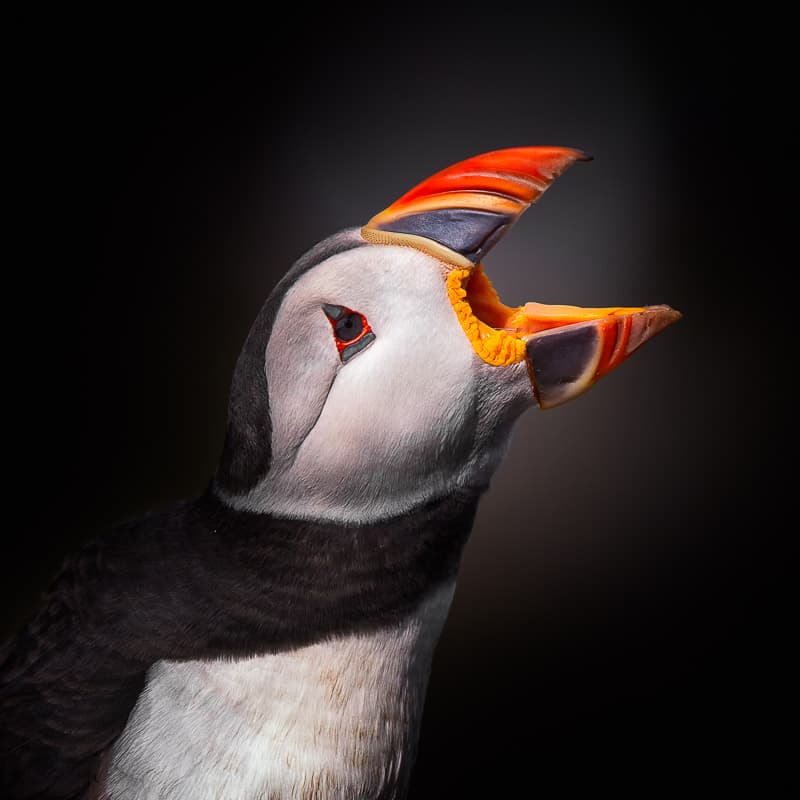 Vibrant Puffin Call by fegari — canvas wall art