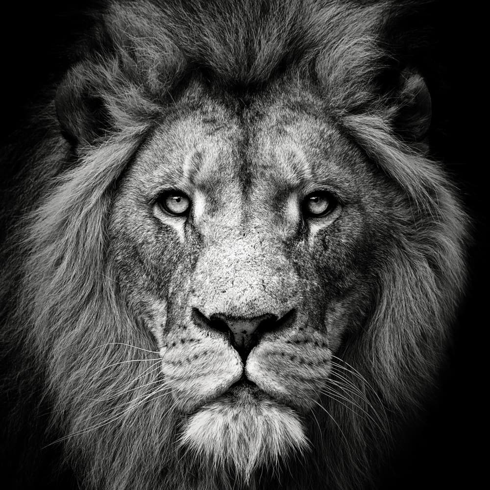 Majestic Lion Portrait by Christian Meermann — canvas wall art