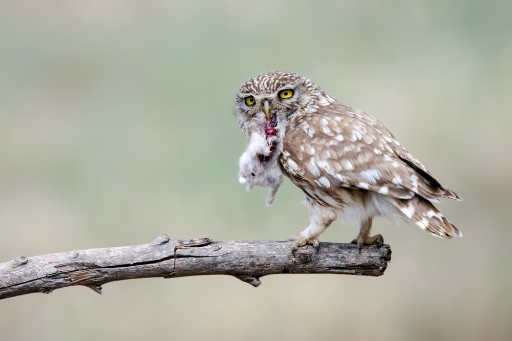 Intense Owl With Prey by Eyal Amer — canvas wall art