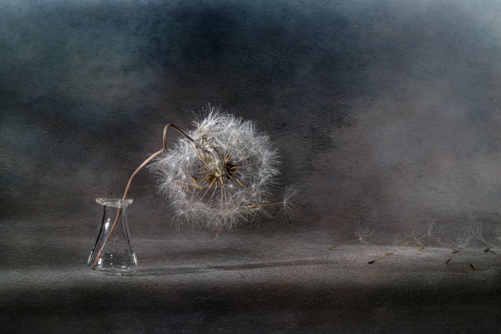 Drifting Dandelion Seeds by Igor Kopcev — canvas wall art