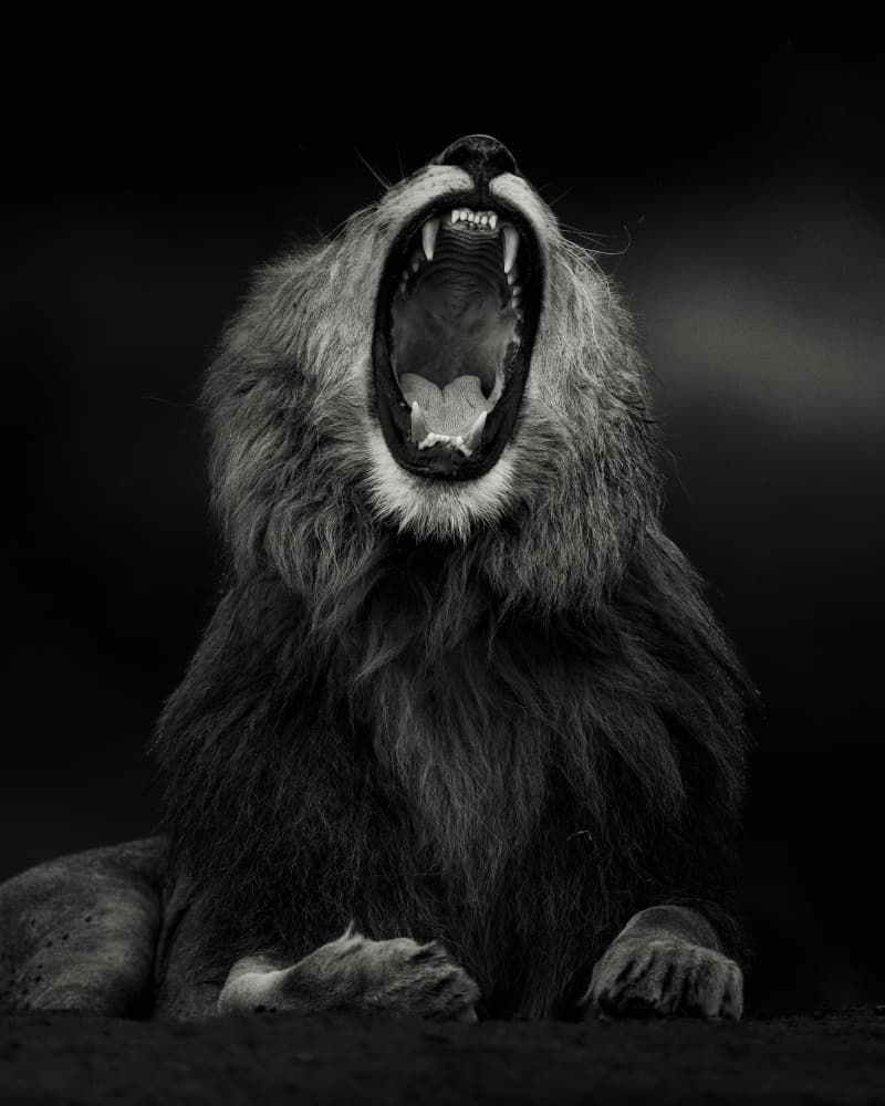 Majestic Lion Roars by Ahmed Sobhi — canvas wall art