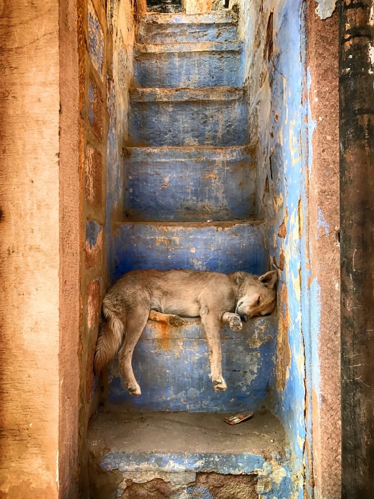 Sleeping Dog Blue Steps by Roxana Labagnara — canvas wall art