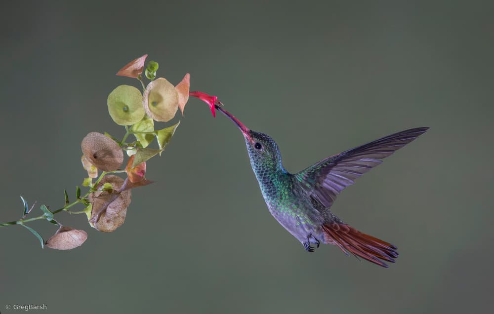 Hummingbird Nectar Flight by Greg Barsh — canvas wall art