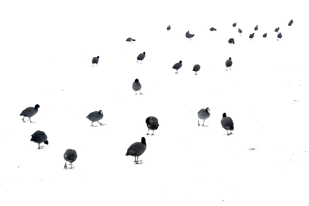 Coots on White Snow by Andrew George — canvas wall art
