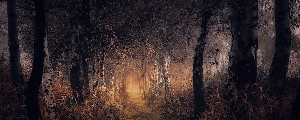 Enchanted Forest Path by Saskia Dingemans — canvas wall art