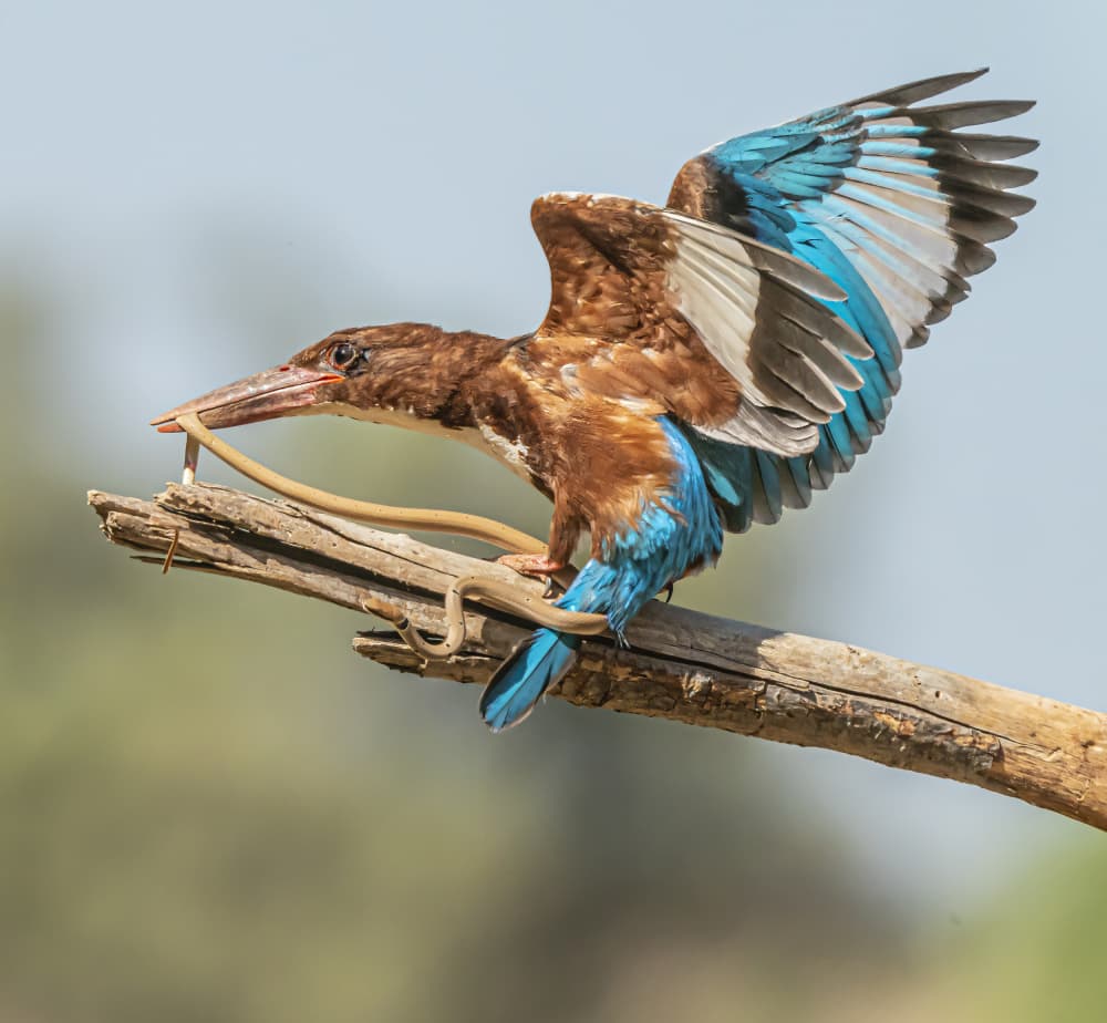 Kingfisher Catches Snake by Boris Lichtman — canvas wall art