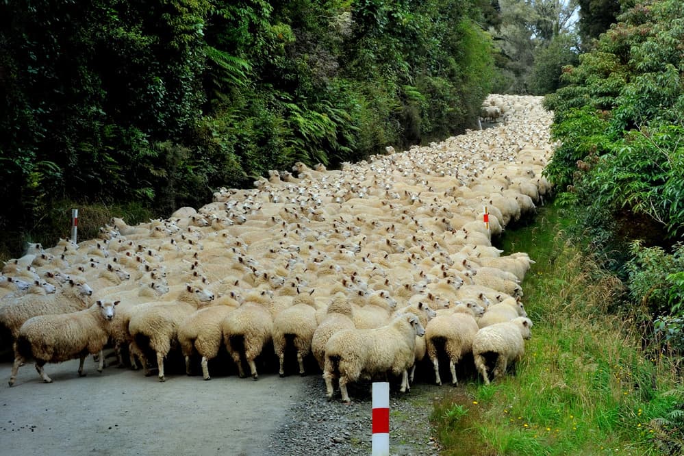 Flock of Sheep Road by Yair Tzur — canvas wall art