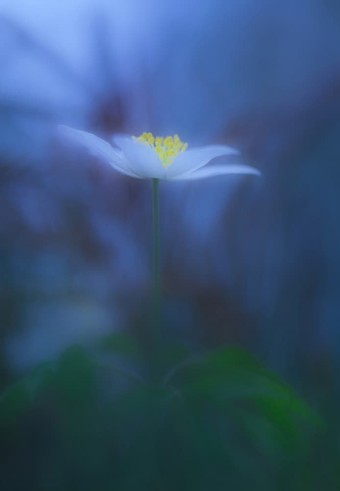Dreamy White Flower by Allan Wallberg — canvas wall art