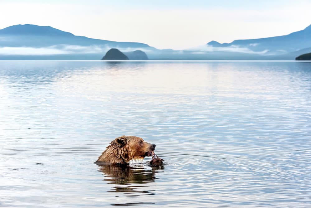 Grizzly Bear Fishing by Giuseppe DAmico — canvas wall art