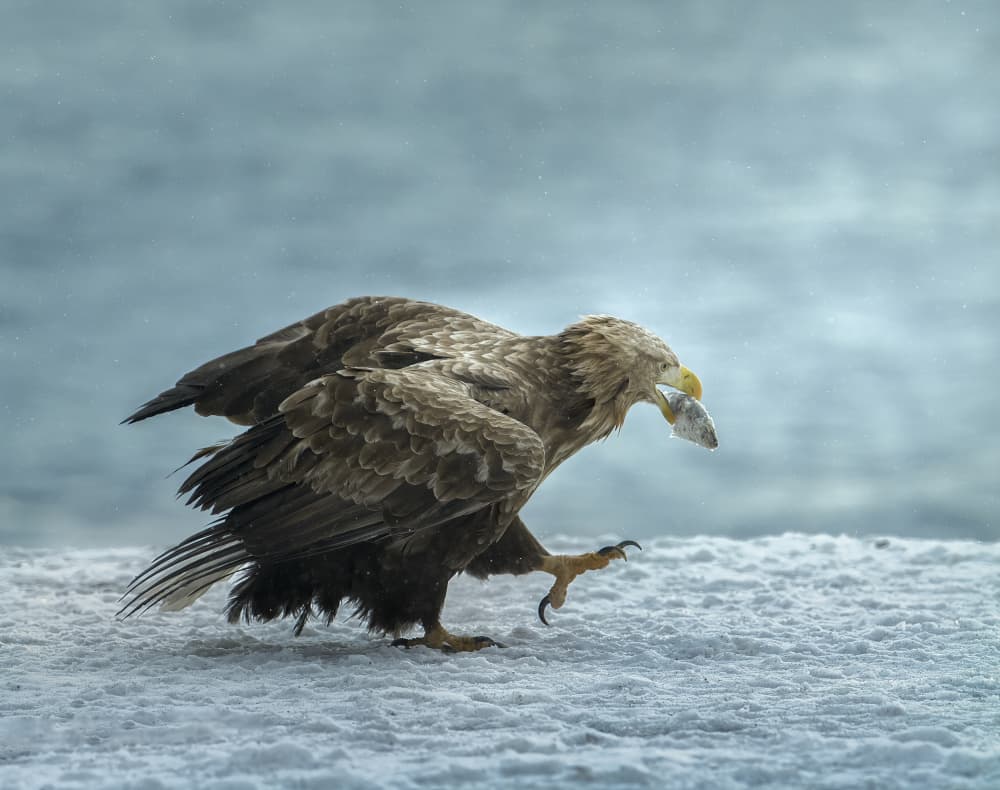Eagle's Winter Catch by Judy Tseng — canvas wall art