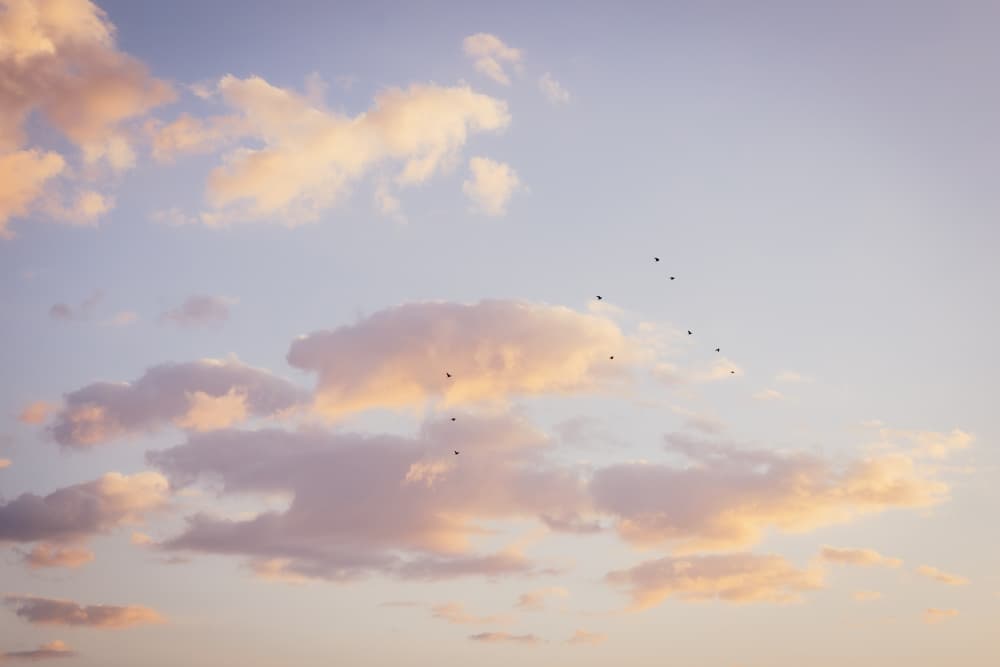Birds In Pastel Sky by Aimee Giles — canvas wall art