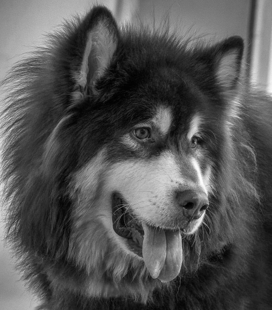Happy Fluffy Dog by Hamza Qarooni — canvas wall art