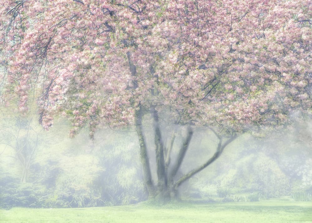 Misty Cherry Blossoms by Marianne Wogeck — canvas wall art