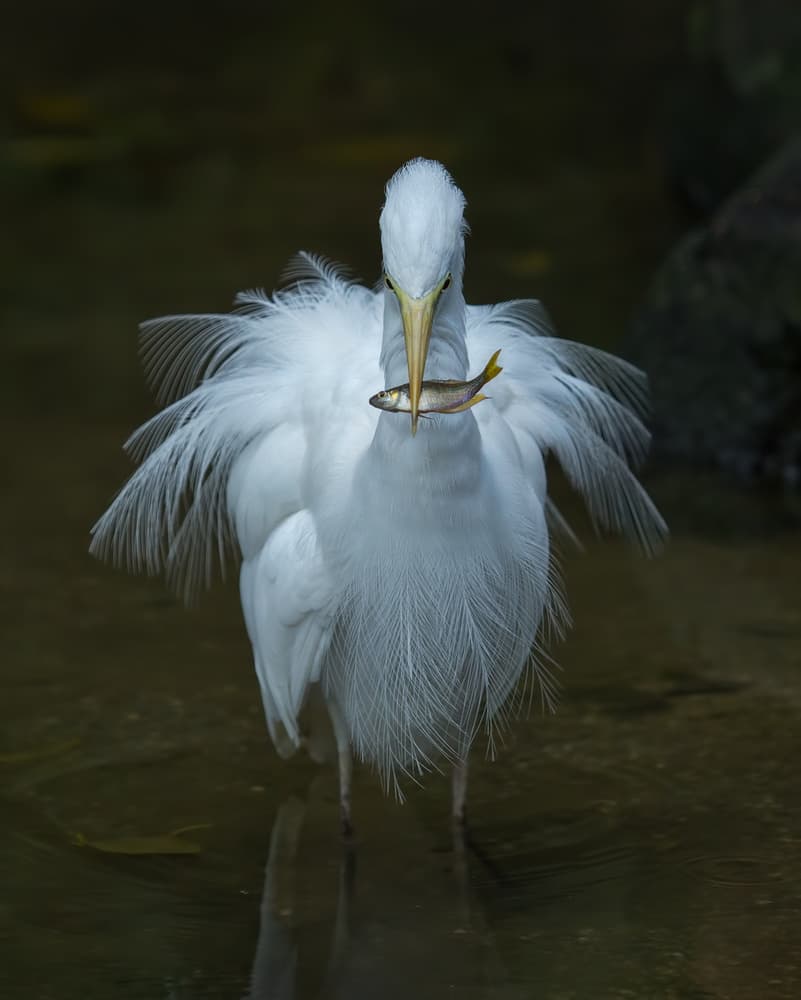 White Egret's Fish Catch by Jacqueline Hammer — canvas wall art
