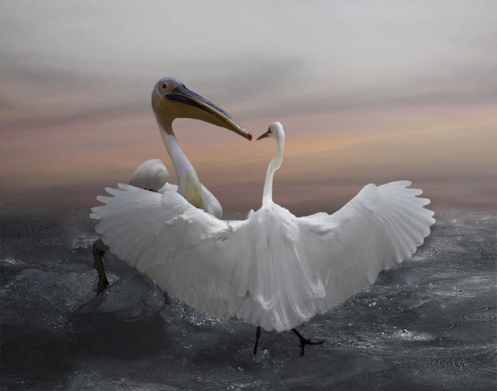 White Birds Dance by Krystina Wisniowska — canvas wall art