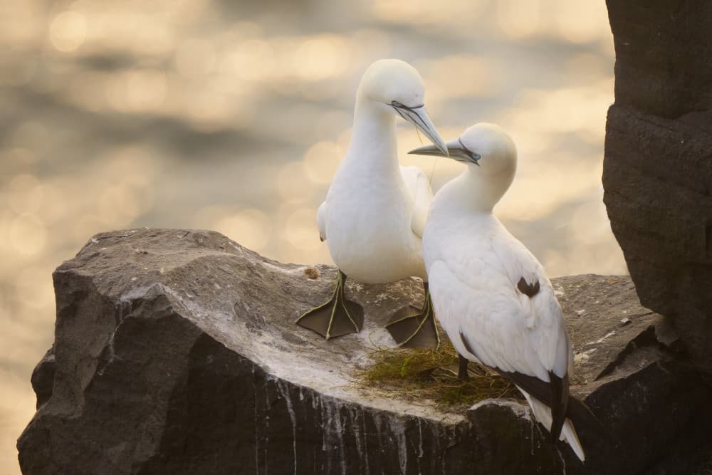 Gannets in Love by Qing Zhao — canvas wall art